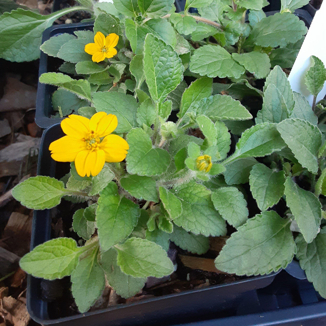 Chrysogonum virginianum 'Allen Bush' ~ Allen Bush Green and Gold-ServeScape