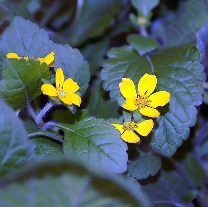 Chrysogonum virginianum 'Allen Bush' ~ Allen Bush Green and Gold-ServeScape