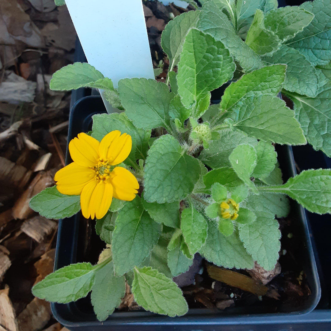 Chrysogonum virginianum 'Allen Bush' ~ Allen Bush Green and Gold-ServeScape