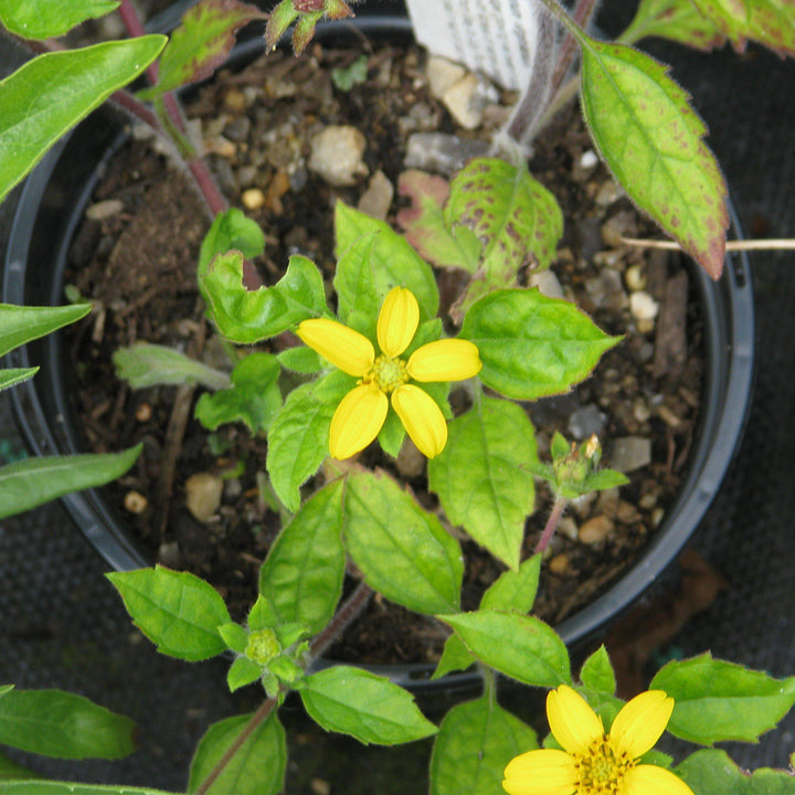 Chrysogonum virginianum ~ Green and Gold, Goldstar-ServeScape