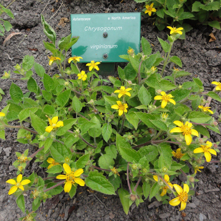 Chrysogonum virginianum ~ Green and Gold, Goldstar - Delivered By ServeScape