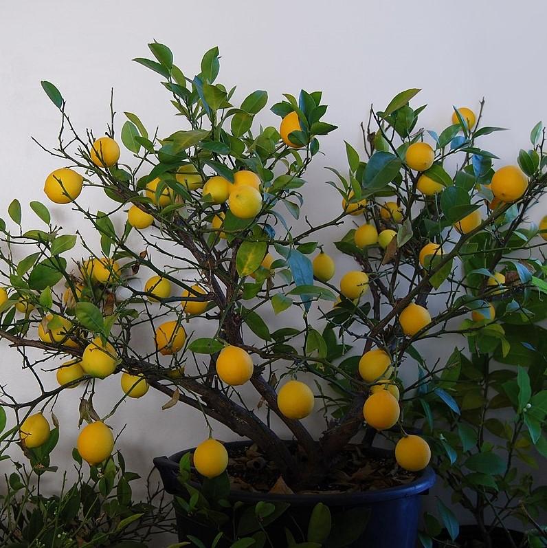 Citrus limon 'Meyer Improved' ~ Improved Meyer Lemon-ServeScape