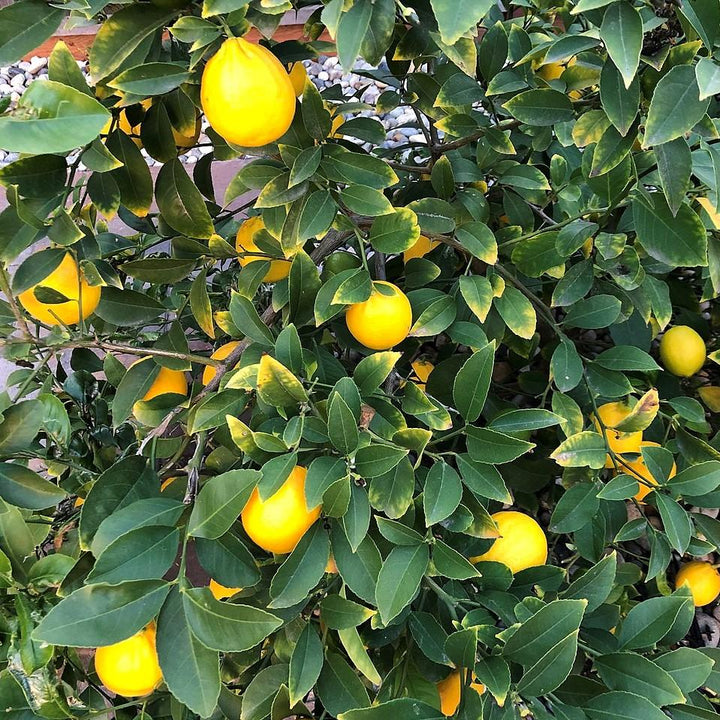 Citrus limon 'Meyer Improved' ~ Improved Meyer Lemon-ServeScape