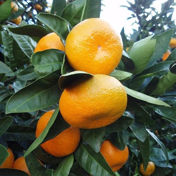Citrus Unshiu 'Brown Select' ~ Brown Select Satsuma-ServeScape