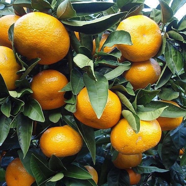 Citrus Unshiu 'Brown Select' ~ Brown Select Satsuma-ServeScape