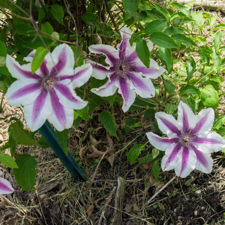 Clematis 'Carnaby' ~ Carnaby Clematis-ServeScape