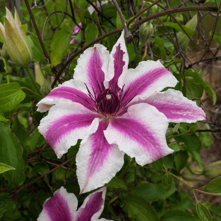 Clematis 'Carnaby' ~ Carnaby Clematis-ServeScape