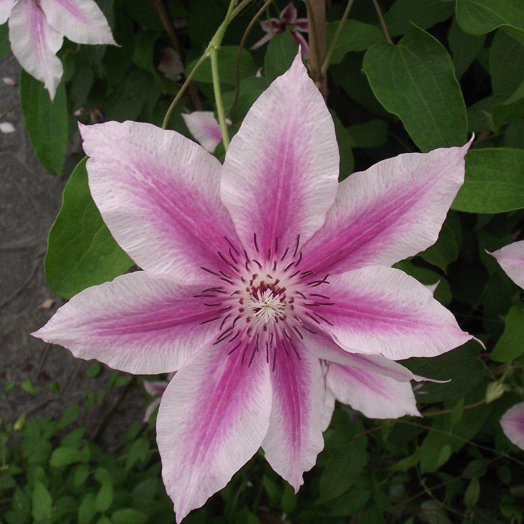 Clematis 'Carnaby' ~ Carnaby Clematis - Delivered By ServeScape