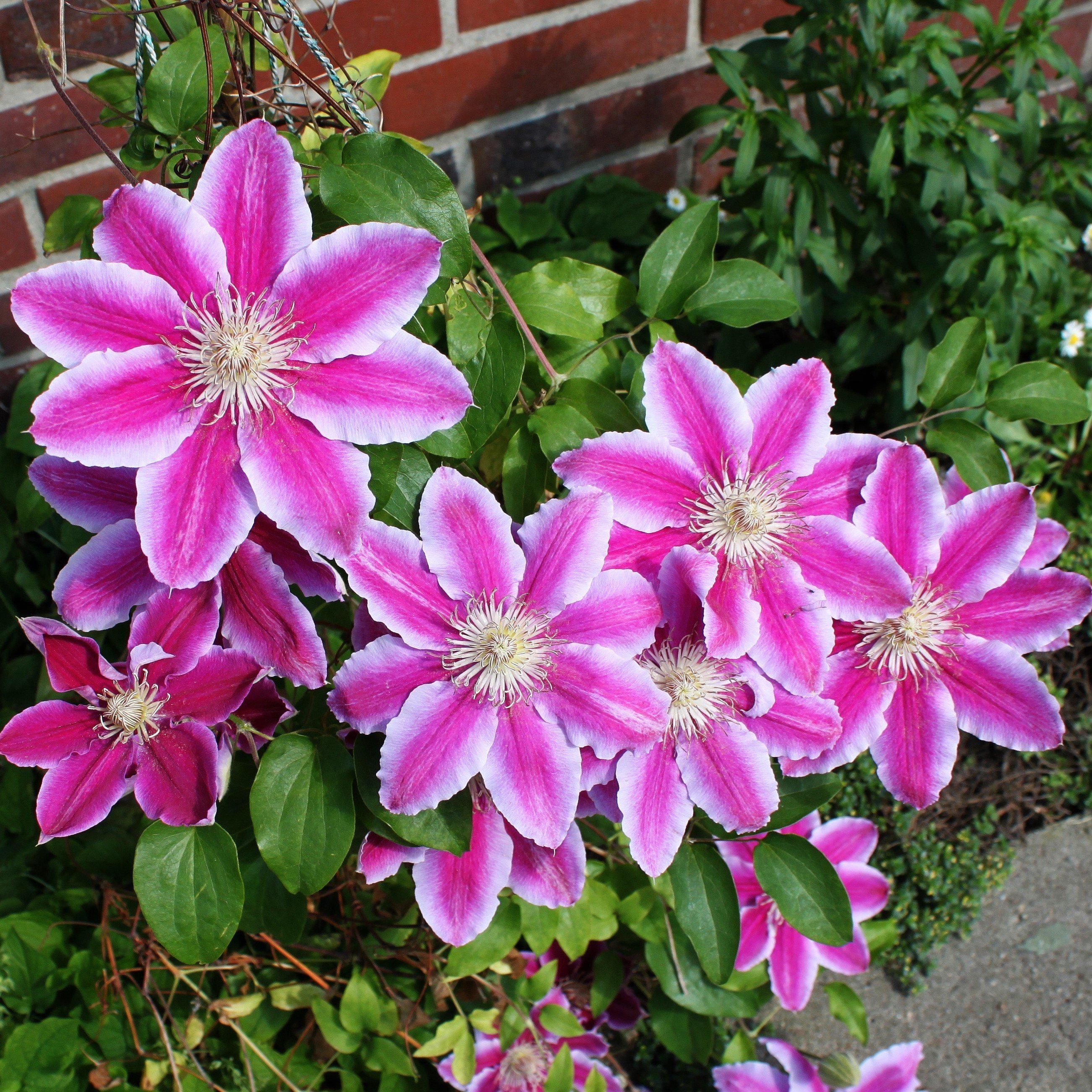 Dr. Ruppel Clematis - Clematis 'Dr. Ruppel' – ServeScape