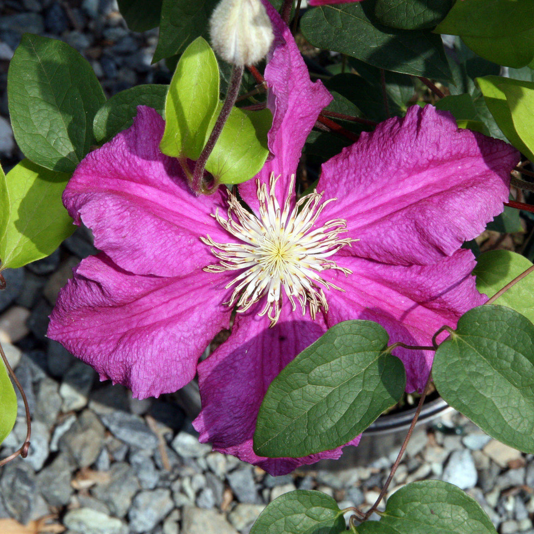 Clematis 'Ernest Markham' ~ Ernest Markham Clematis - Delivered By ServeScape