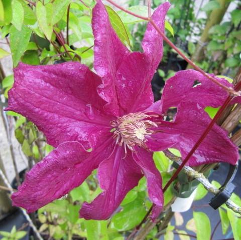 Clematis 'Ernest Markham' ~ Ernest Markham Clematis-ServeScape