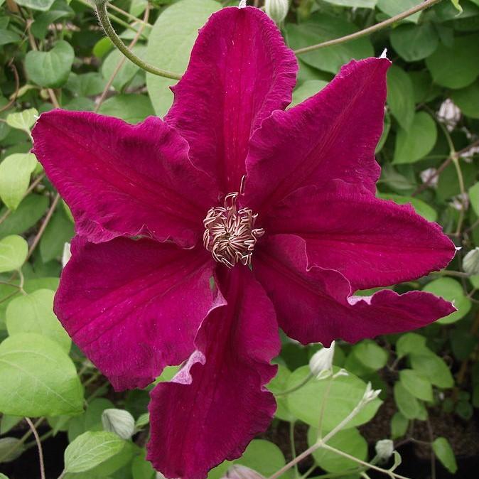 Clematis 'Ernest Markham' ~ Ernest Markham Clematis-ServeScape