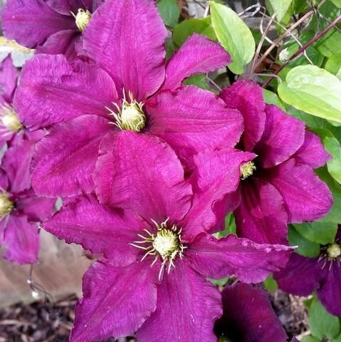 Clematis 'Ernest Markham' ~ Ernest Markham Clematis-ServeScape