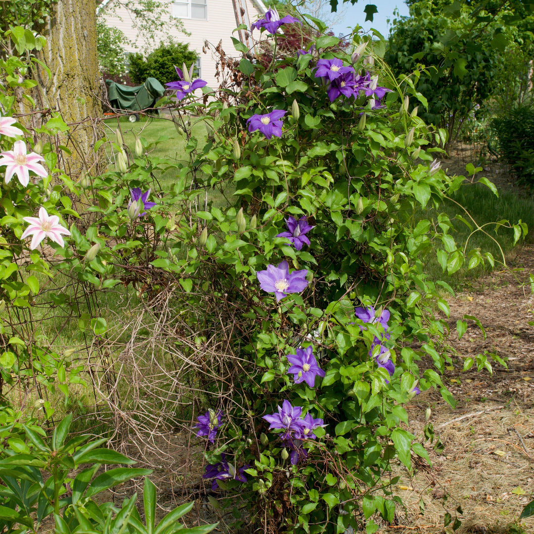 Clematis 'H.F. Young' ~ H.F Young Clematis-ServeScape