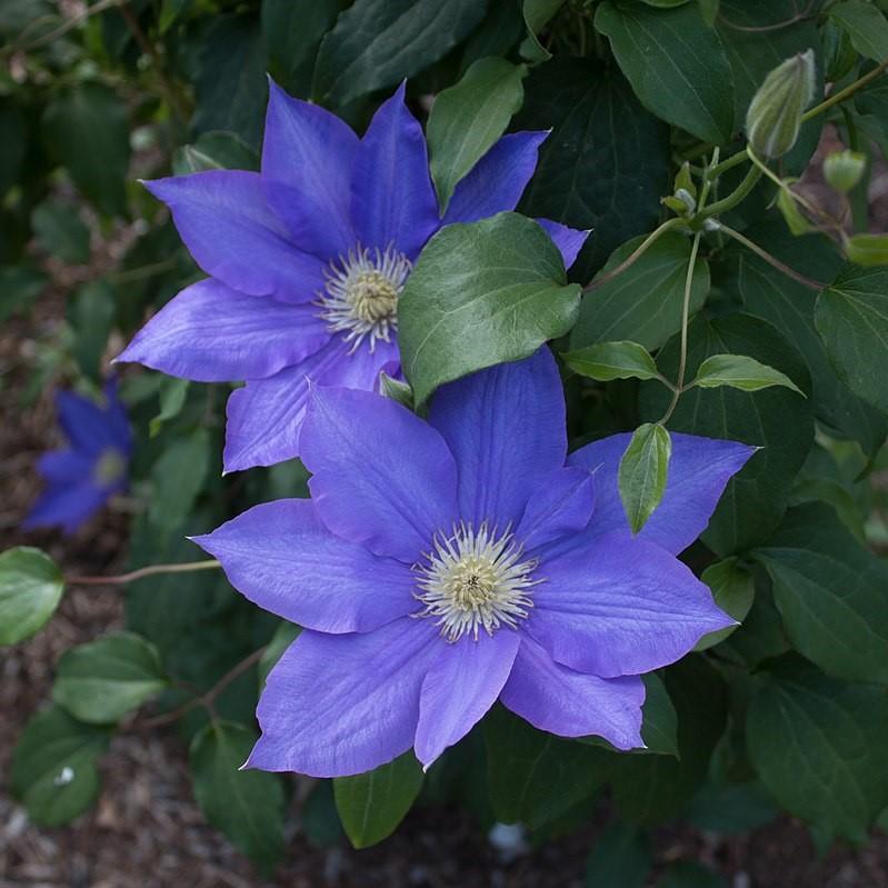 Clematis 'H.F. Young' ~ H.F Young Clematis-ServeScape