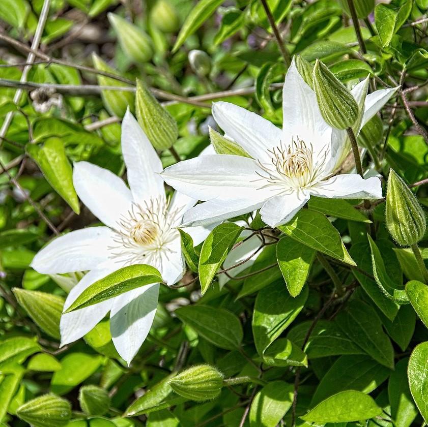 Clematis 'Henryi' ~ Henryi Clematis-ServeScape