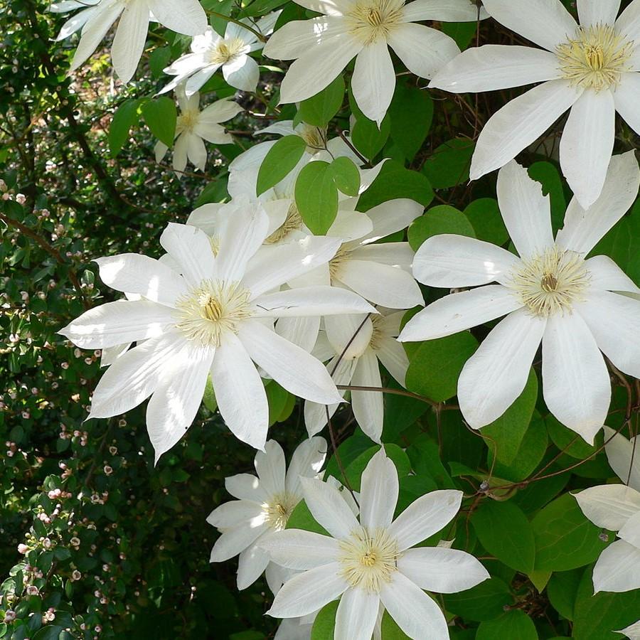 Clematis 'Henryi' ~ Henryi Clematis-ServeScape