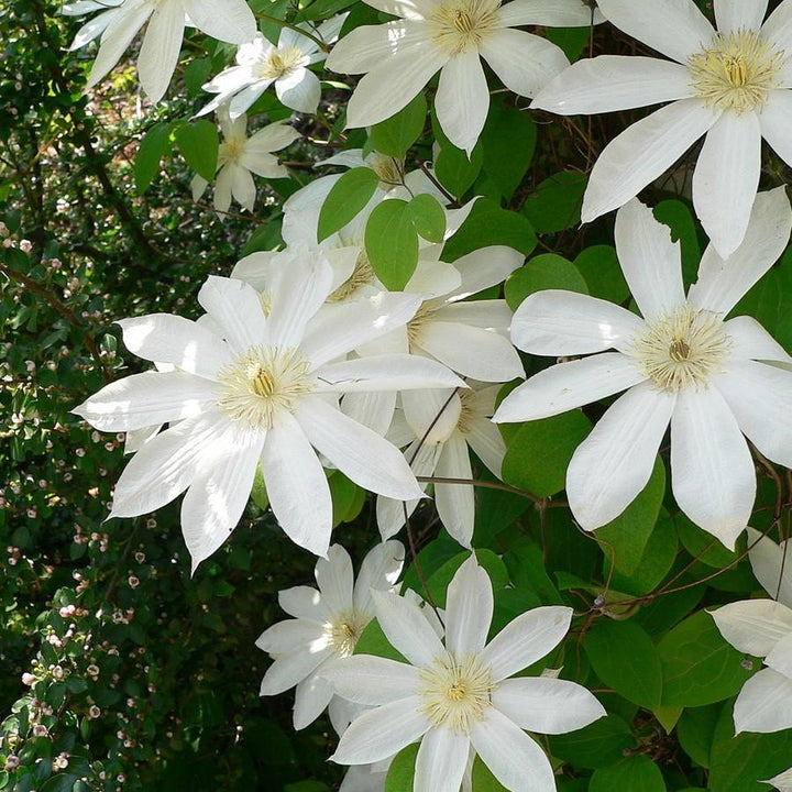 Clematis 'Henryi' ~ Henryi Clematis-ServeScape