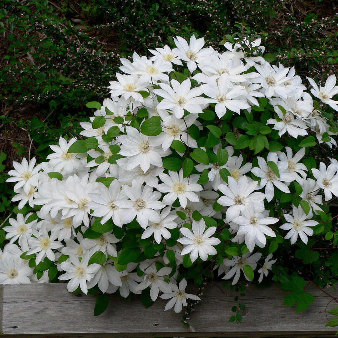 Clematis 'Henryi' ~ Henryi Clematis - Delivered By ServeScape