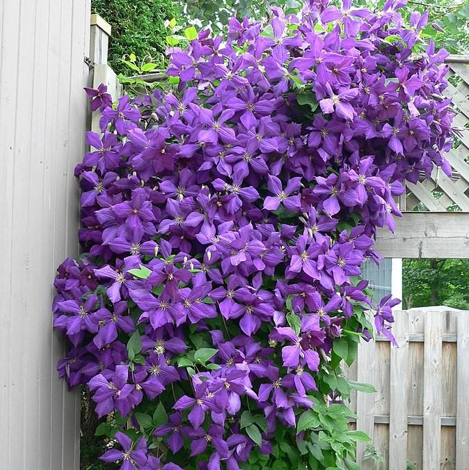Clematis 'Jackmanii' ~ Jackmanii Clematis-ServeScape