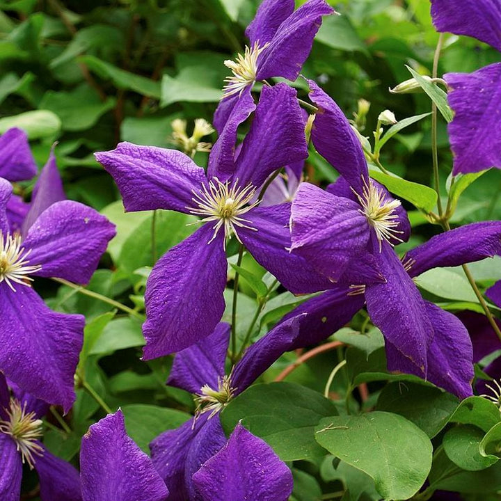 Clematis 'Jackmanii' ~ Jackmanii Clematis-ServeScape