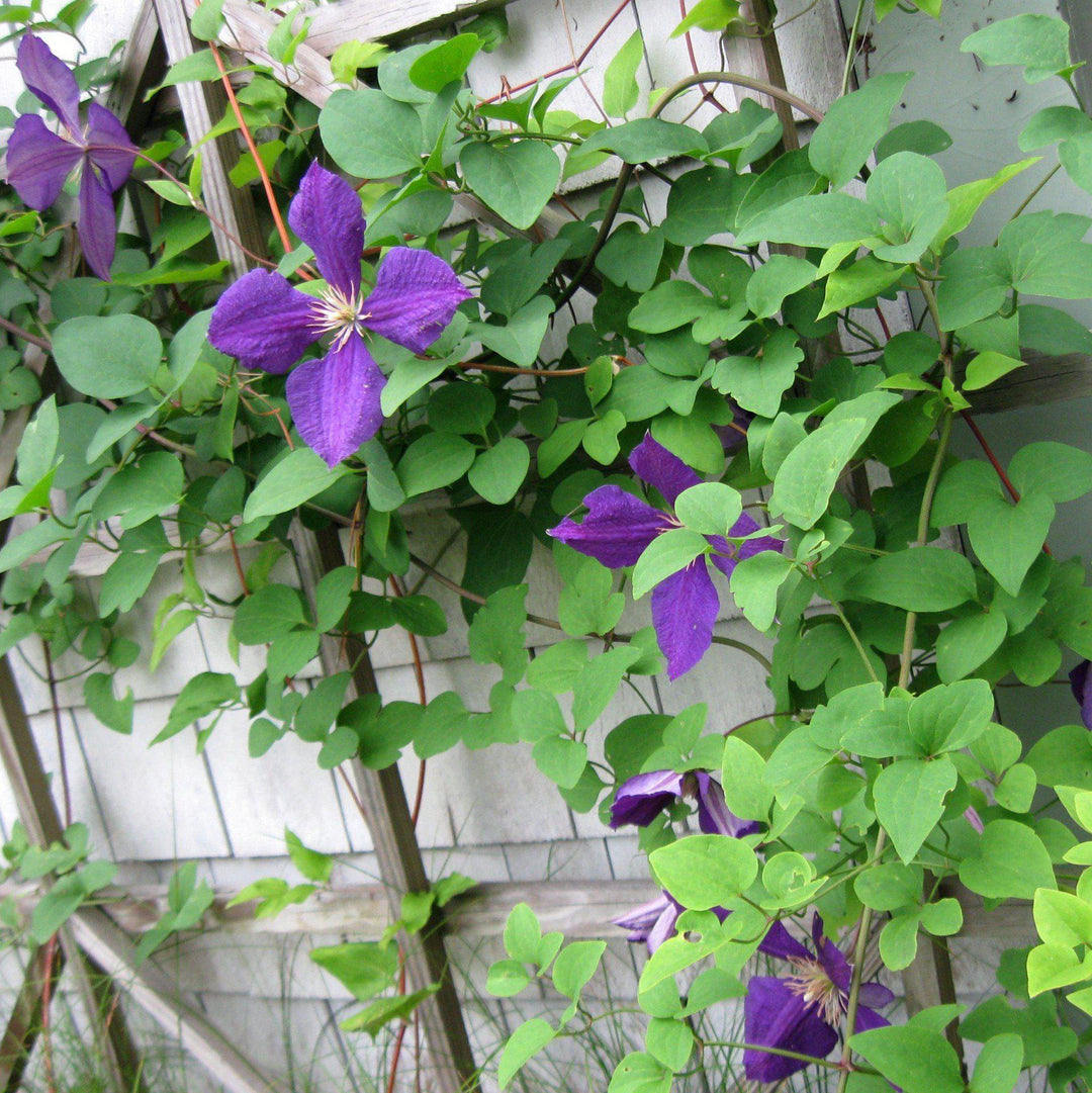Clematis 'Jackmanii' ~ Jackmanii Clematis-ServeScape