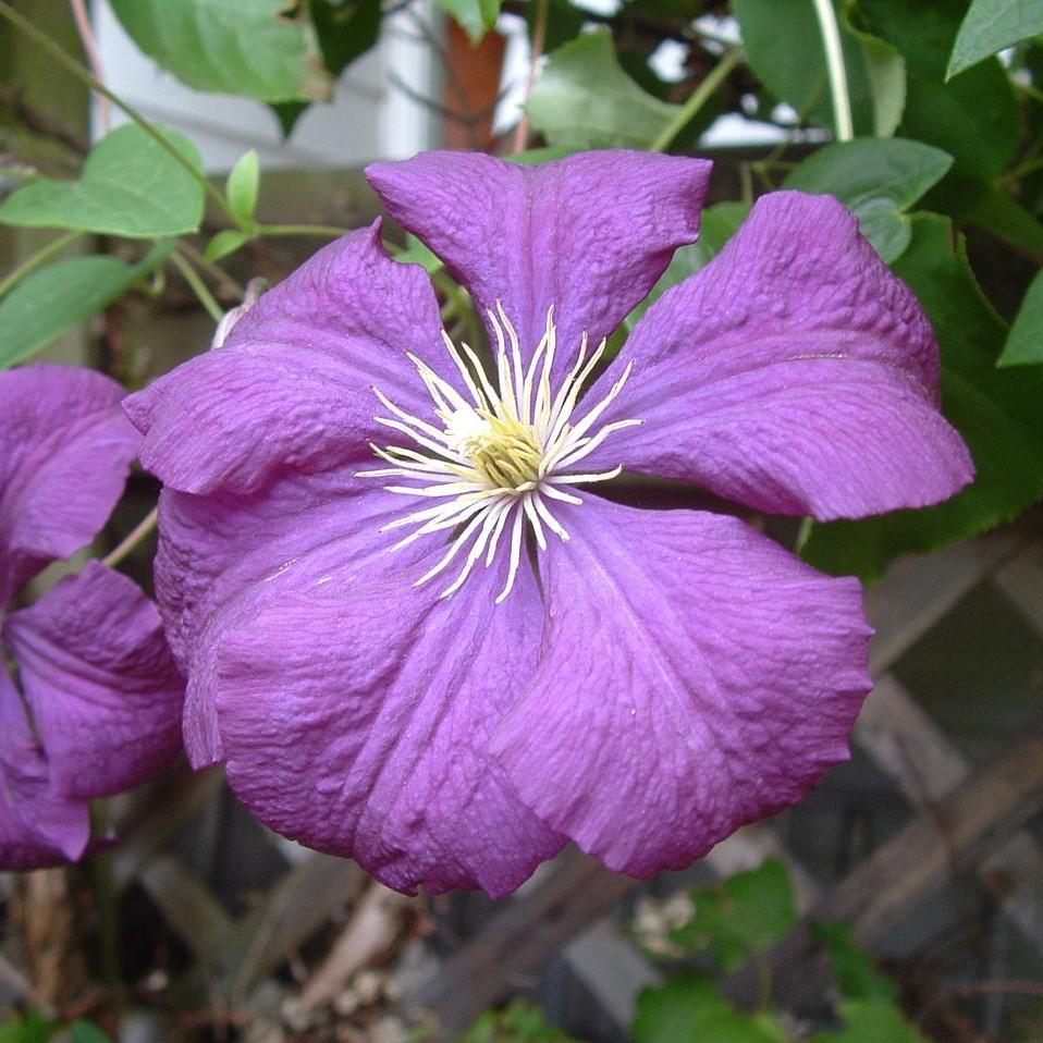 Clematis 'Jackmanii' ~ Jackmanii Clematis - Delivered By ServeScape