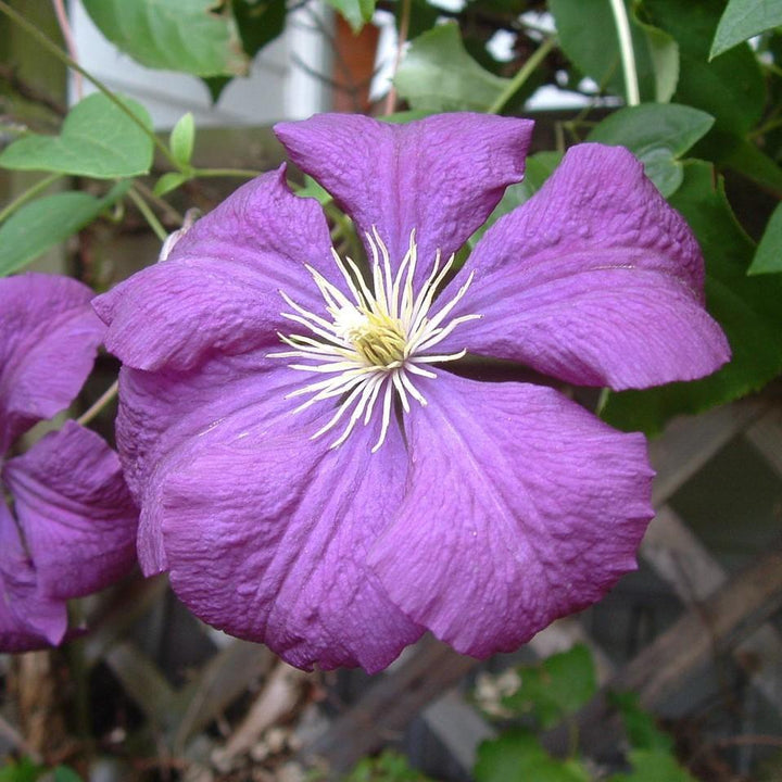 Clematis 'Jackmanii' ~ Jackmanii Clematis - Delivered By ServeScape