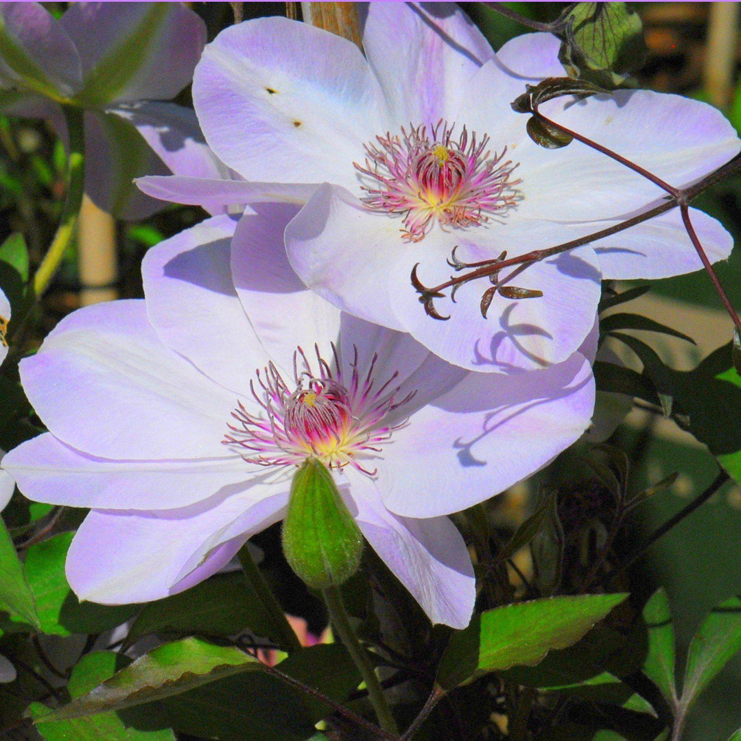 Clematis 'Miss Bateman' ~ Miss Bateman Large Flowered Clematis-ServeScape