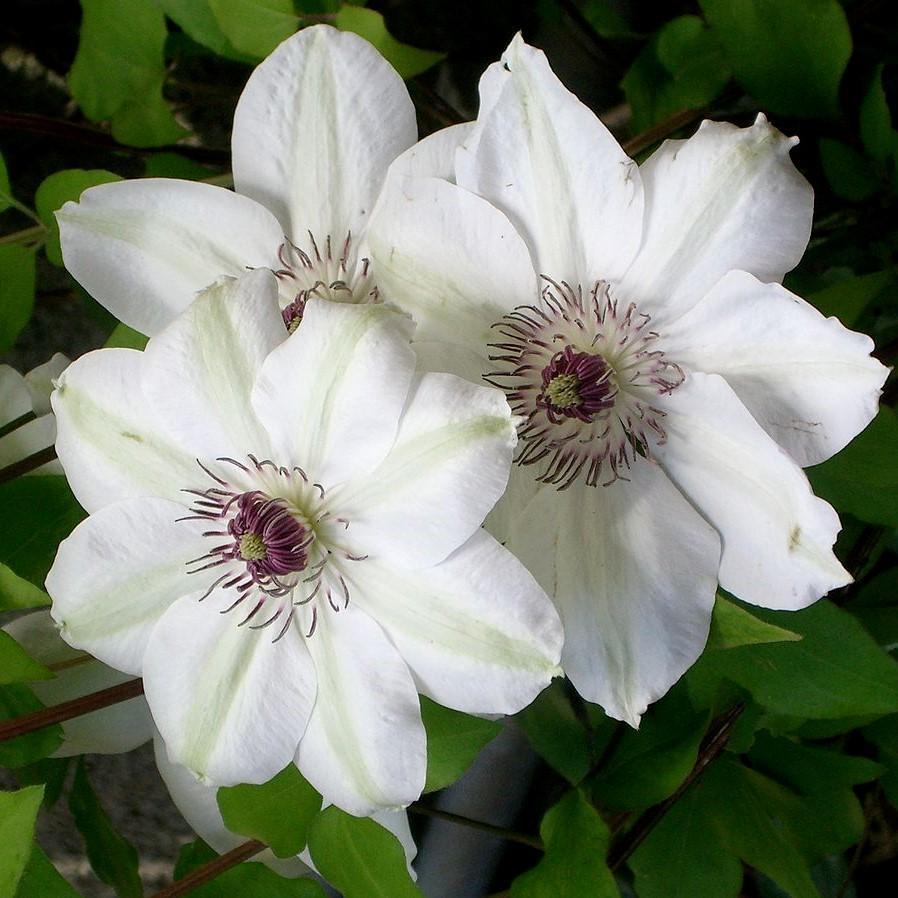 Clematis 'Miss Bateman' ~ Miss Bateman Large Flowered Clematis-ServeScape