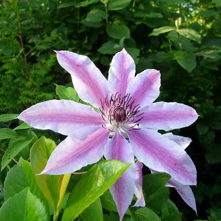 Clematis 'Nelly Moser' ~ Nelly Moser Clematis-ServeScape