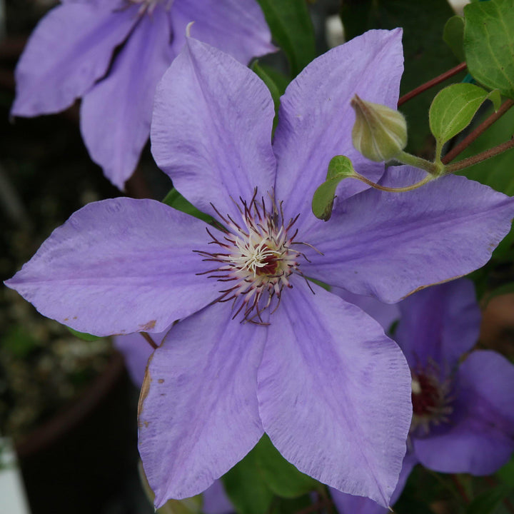 Clematis 'Ramona' ~ Ramona Clematis - Delivered By ServeScape