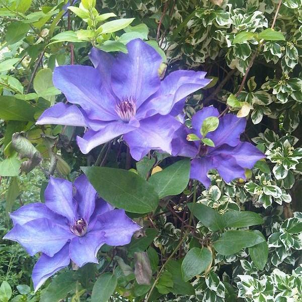 Clematis 'The President' ~ The President Clematis-ServeScape