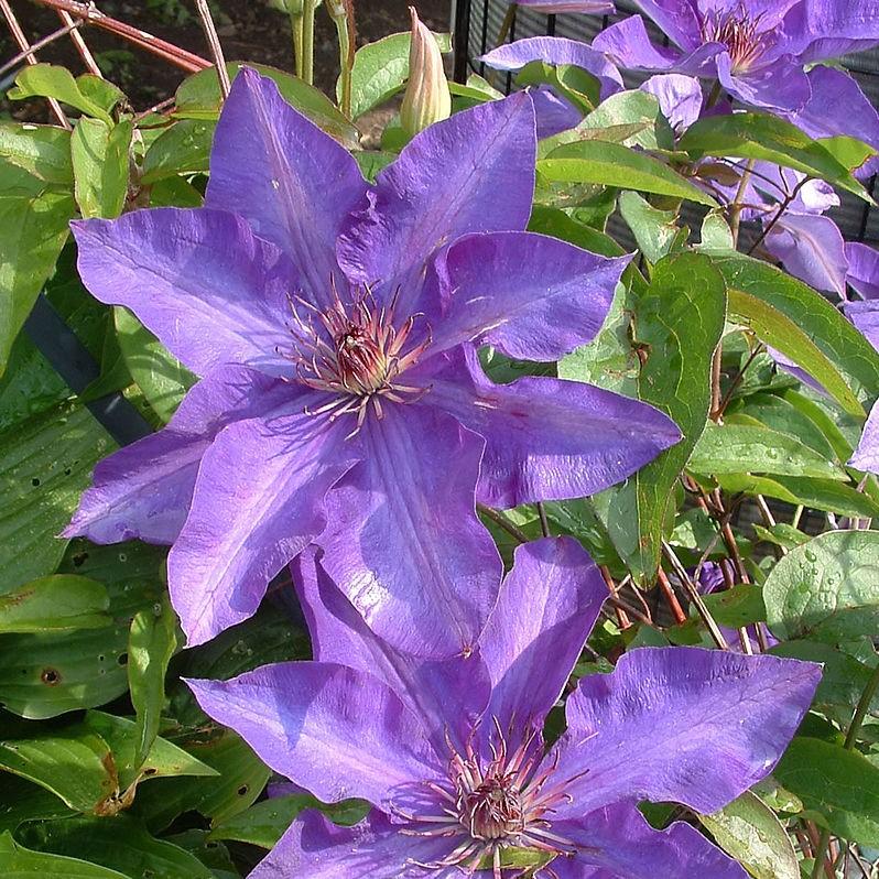 Clematis 'The President' ~ The President Clematis-ServeScape