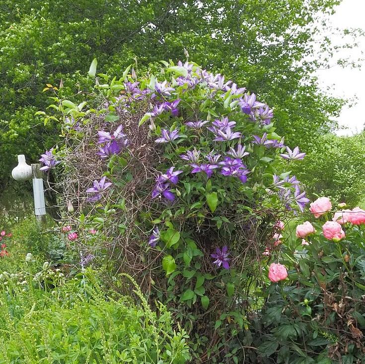 Clematis 'The President' ~ The President Clematis-ServeScape