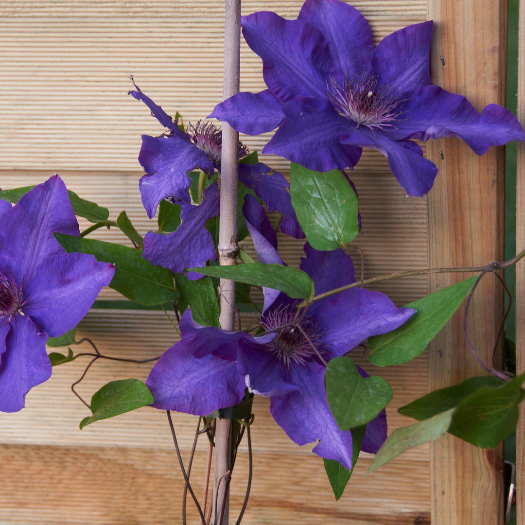 Clematis 'The President' - Delivered By ServeScape