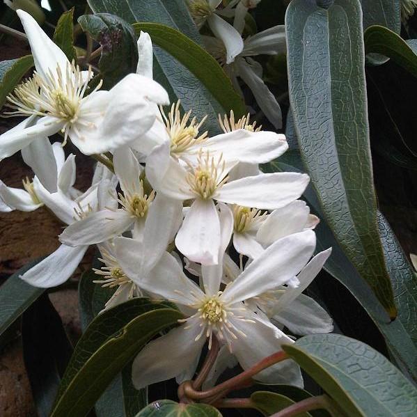 Clematis armandii ~ Evergreen Clematis-ServeScape