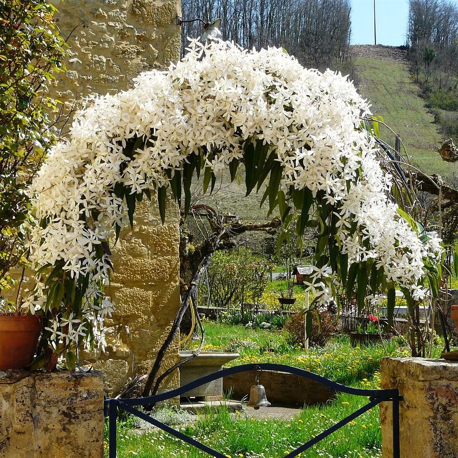 Clematis armandii ~ Evergreen Clematis-ServeScape