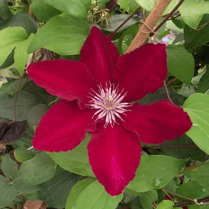 Clematis viticella 'Evipo016' ~ Rebecca™ Clematis-ServeScape