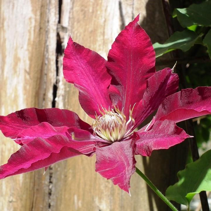 Clematis viticella 'Evipo016' ~ Rebecca™ Clematis-ServeScape