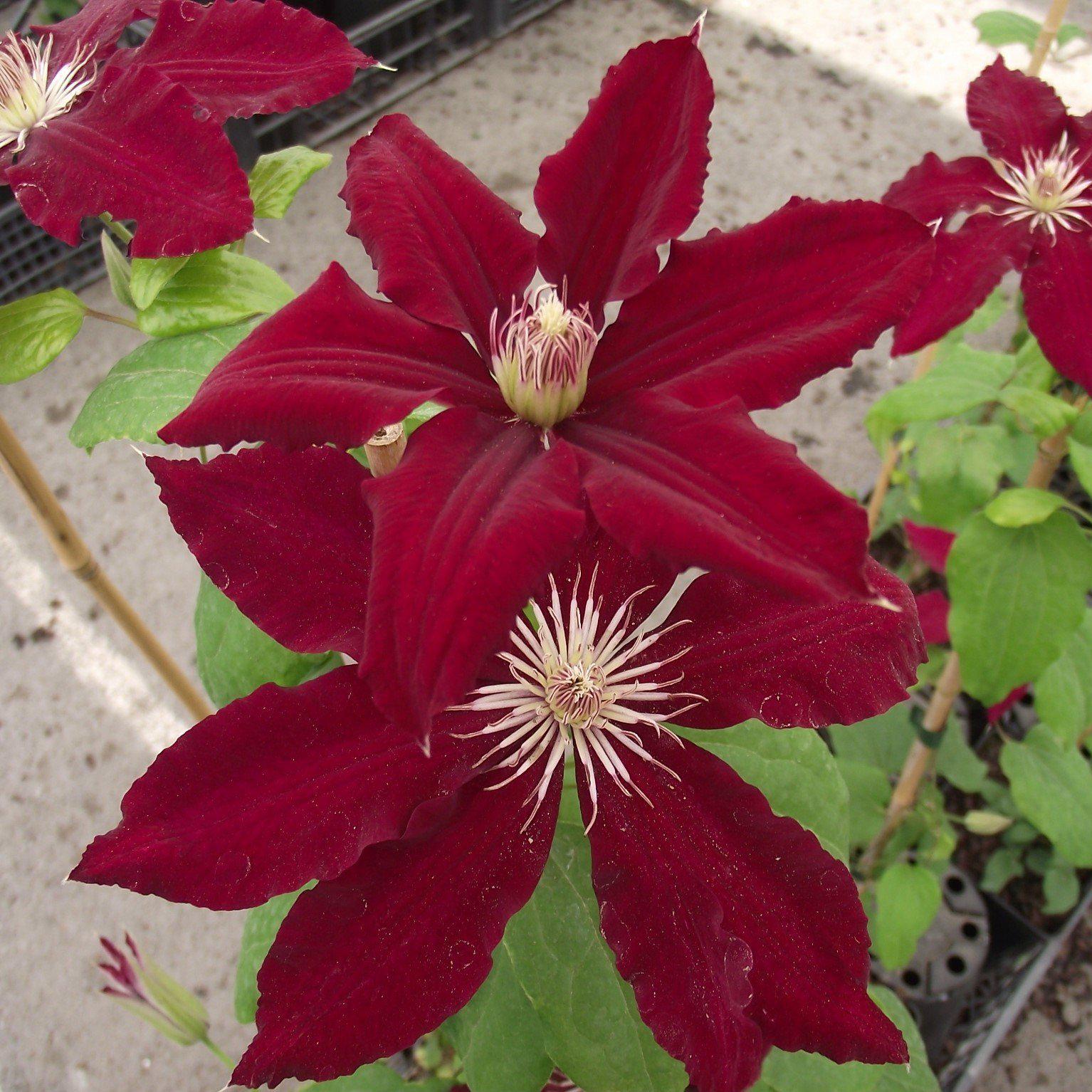 Clematis viticella 'Evipo016' ~  Rebecca™ Clematis - Delivered By ServeScape