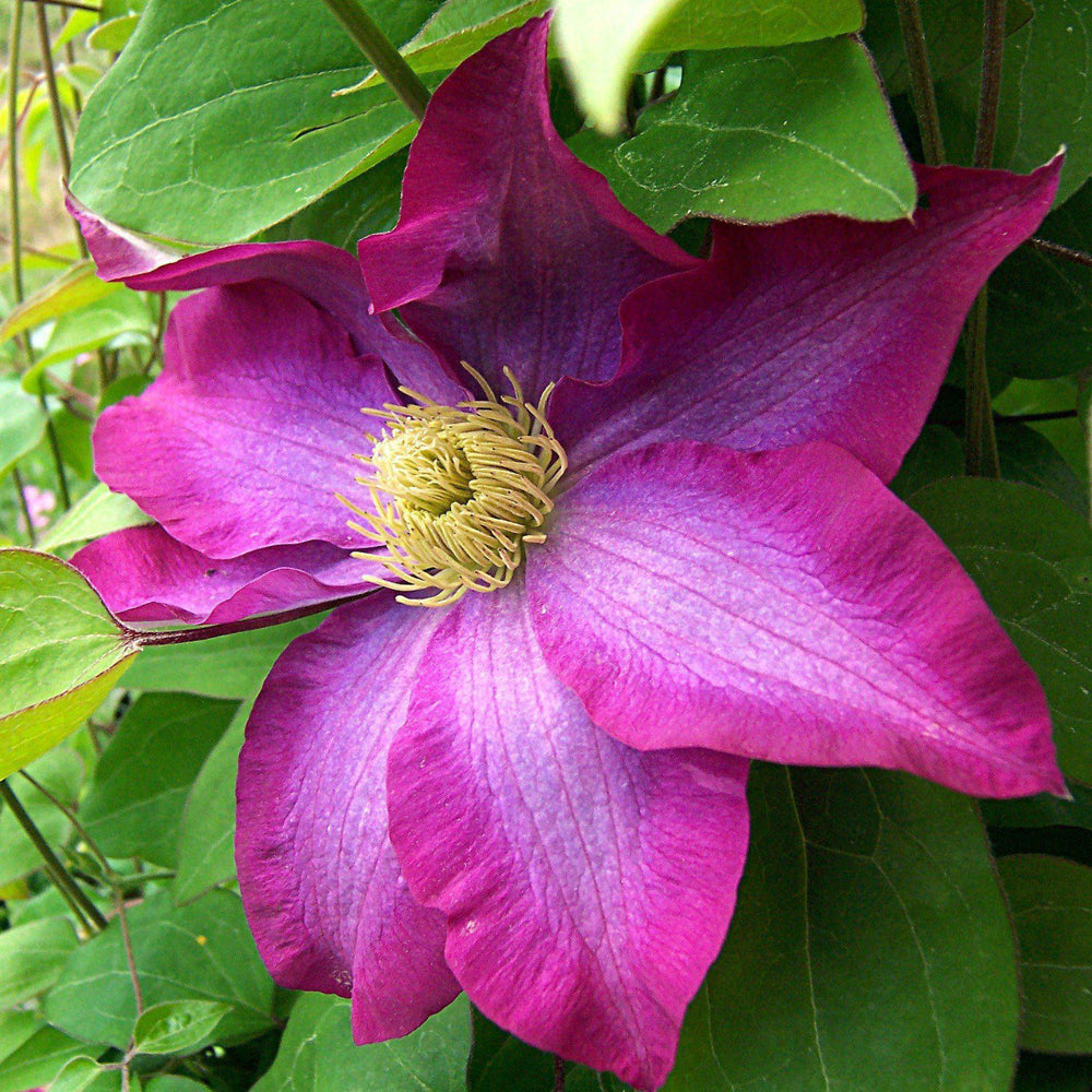 Clematis x 'Kakio' ~ Pink Champagne Clematis - Delivered By ServeScape