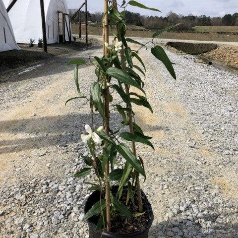 Clematis armandii ~ Evergreen Clematis-ServeScape