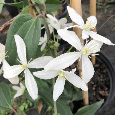 Clematis armandii ~ Evergreen Clematis-ServeScape