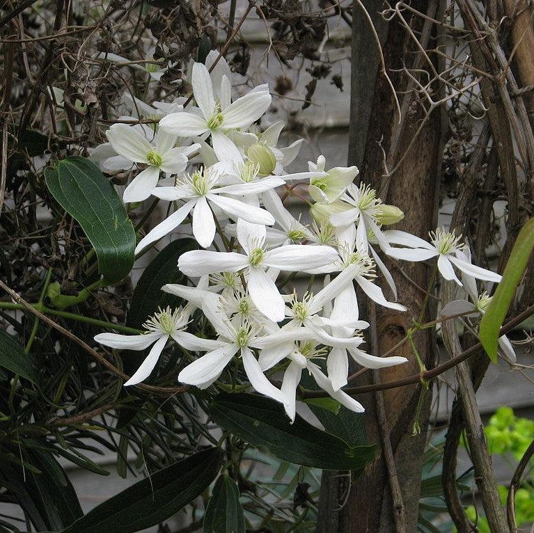 Snowdrift Evergreen Clematis - Clematis armandii 'Snowdrift' – ServeScape