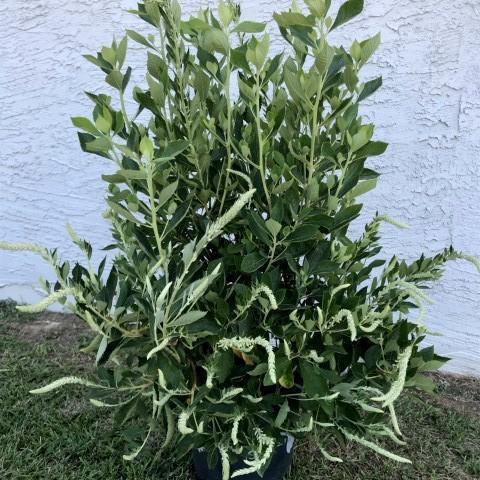 Clethra alnifolia 'Novaclean' ~ Einstein™ Summersweet - Delivered By ServeScape