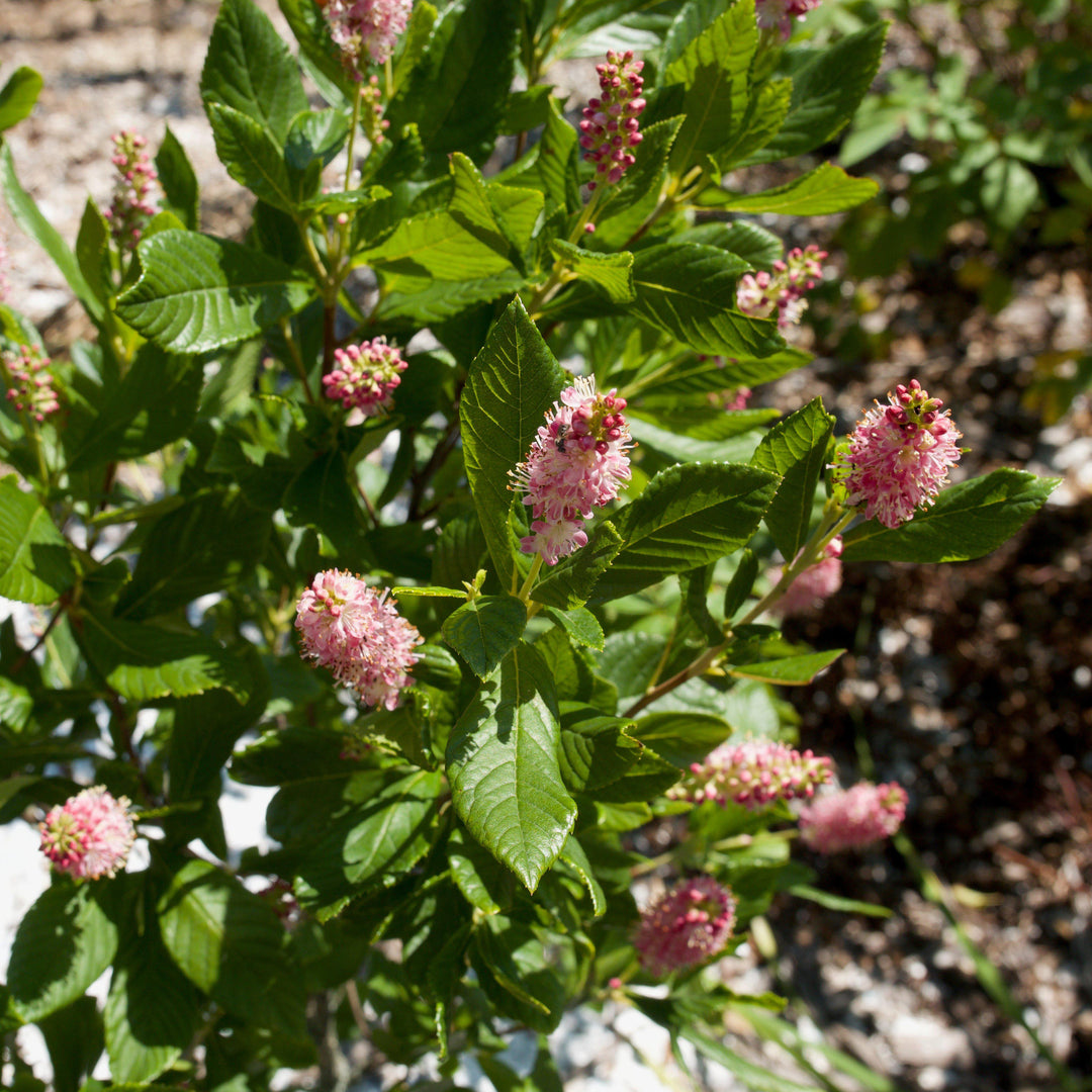 Clethra alnifolia 'Ruby Spice' ~ Ruby Spice Summersweet-ServeScape