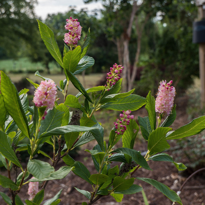 Clethra alnifolia 'Ruby Spice' ~ Ruby Spice Summersweet - Delivered By ServeScape