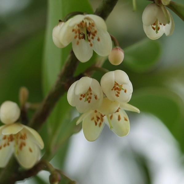 Cleyera japonica ~ Japanese Cleyera, Sakaki-ServeScape