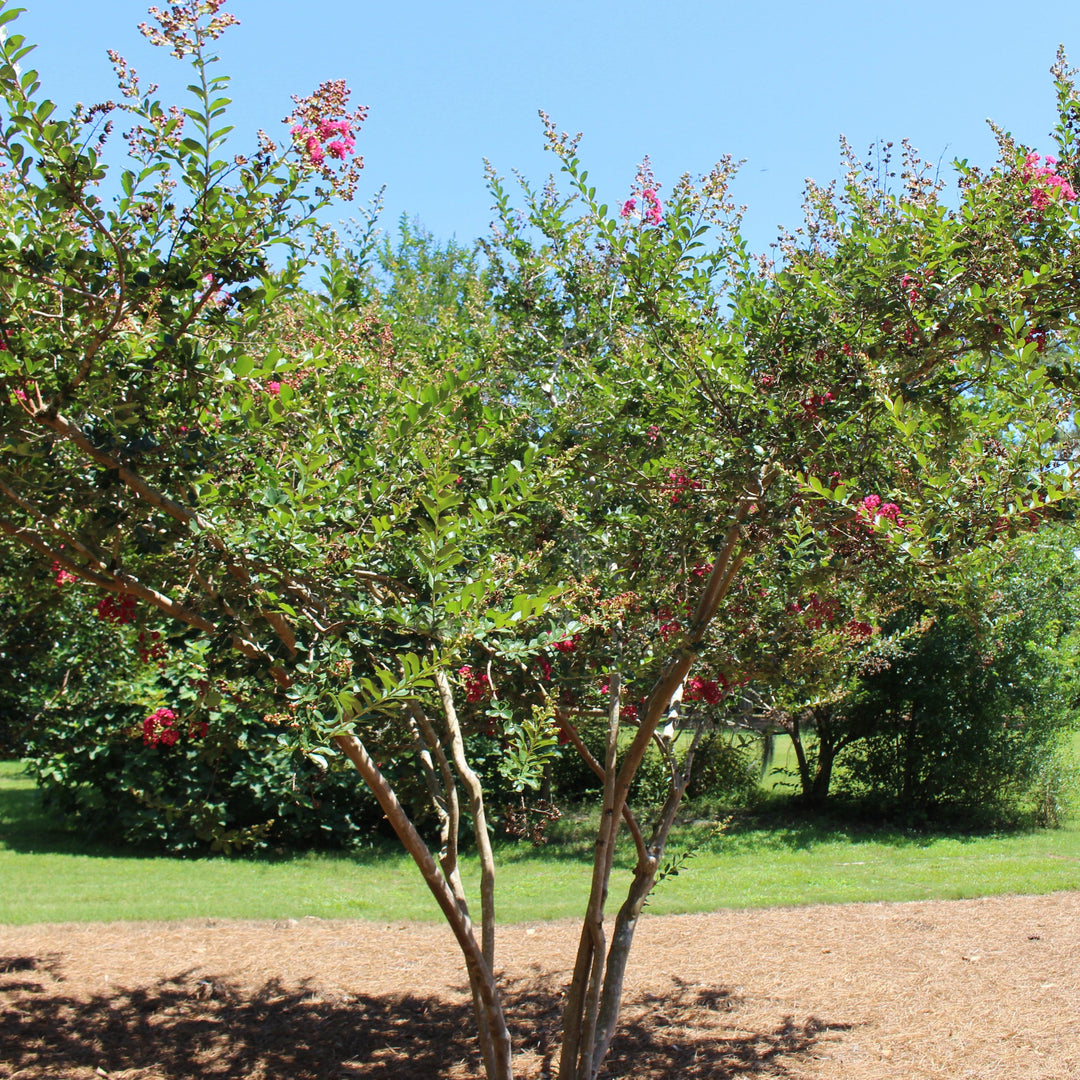 Lagerstroemia indica 'Regal Red' ~ Regal Red Crape Myrtle-ServeScape